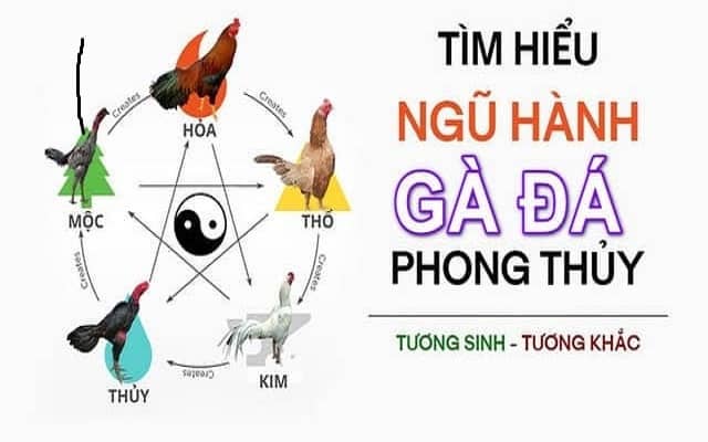 Xem màu mạng gà theo ngũ hành cho kết quả chuẩn xác nhất